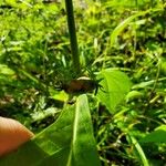 Triosteum perfoliatum Frukt