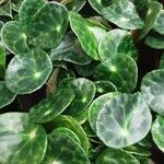 Pilea peperomioides Leaf