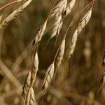 Bromus commutatus Fruit