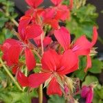 Pelargonium peltatumफूल