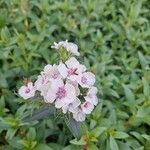 Dianthus barbatusBlüte