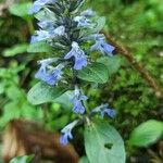 Ajuga reptansFlor