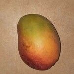 Mangifera indica Frucht