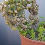 Tephrocactus verschaffeltii Lehti