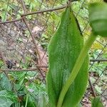 Cephalanthera damasonium 葉