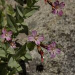 Epilobium glaberrimum Hábito