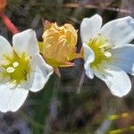 Saxifraga hypnoides Квітка