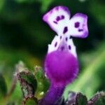 Lamium amplexicauleКветка