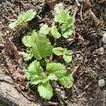 Veronica agrestis Leaf