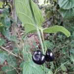 Dioscorea sansibarensis Frucht