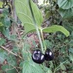 Dioscorea sansibarensis Φρούτο