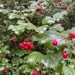 Viburnum opulus Frukto