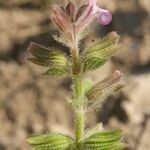 Salvia viridis Bark