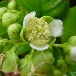 Tetracera billardierei Flor