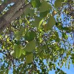 Cercis griffithii Leaf