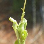 Solenopsis laurentia 形態