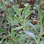 Salvia lanceolata Leaf