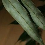 Xylopia nitida Φύλλο