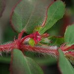 Euphorbia parviflora Costuma