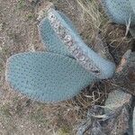 Opuntia basilaris 葉