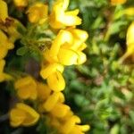 Cytisus decumbens Hábito