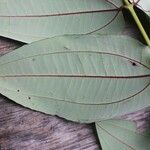 Miconia fragilis Лист