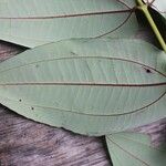 Miconia fragilis Leaf