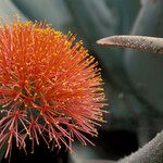 Scadoxus multiflorus ᱵᱟᱦᱟ