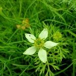 Nigella sativa 花