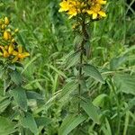 Hypericum hirsutum Habitus