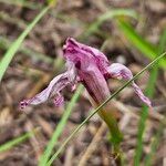 Zephyranthes robusta 花