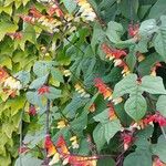 Ipomoea lobata Flower