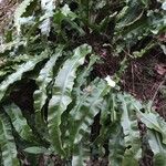 Asplenium scolopendrium Likasa