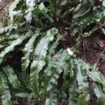 Asplenium scolopendrium Feuille