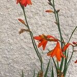 Crocosmia x crocosmiiflora Hábito