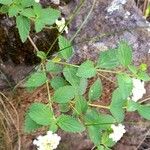 Lantana grisebachii 整株植物