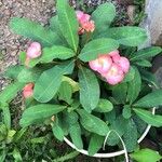Euphorbia milii Fiore