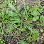 Paspalum fimbriatum Лист