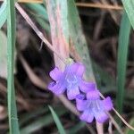 Wahlenbergia hederacea Flor