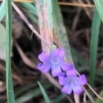 Wahlenbergia hederacea Flower