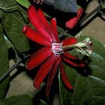 Passiflora glandulosa Flower