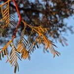 Vachellia erioloba 葉