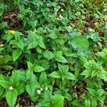 Persicaria campanulata Habit