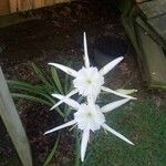 Hymenocallis coronaria Flower