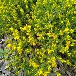 Genista tinctoriaКвітка