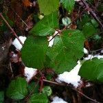 Rubus albiflorus Levél