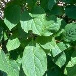 Syringa josikaea Leaf