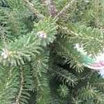 Abies koreana Leaf