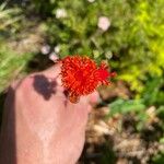 Emilia coccinea Flower