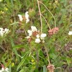 Prunella laciniata Flower